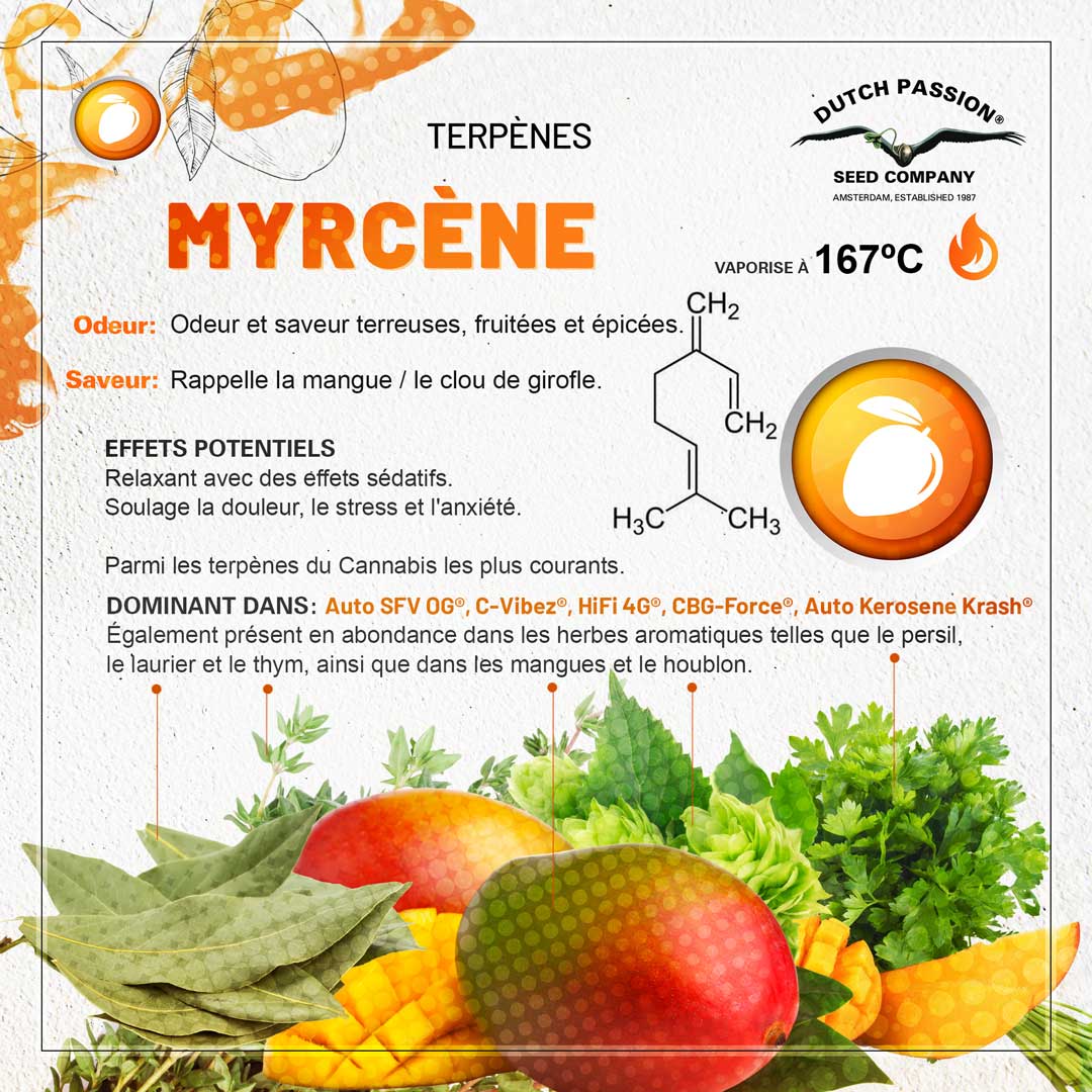 Terpène Myrcene: Odeur, Saveur, Effets et Vaporisation