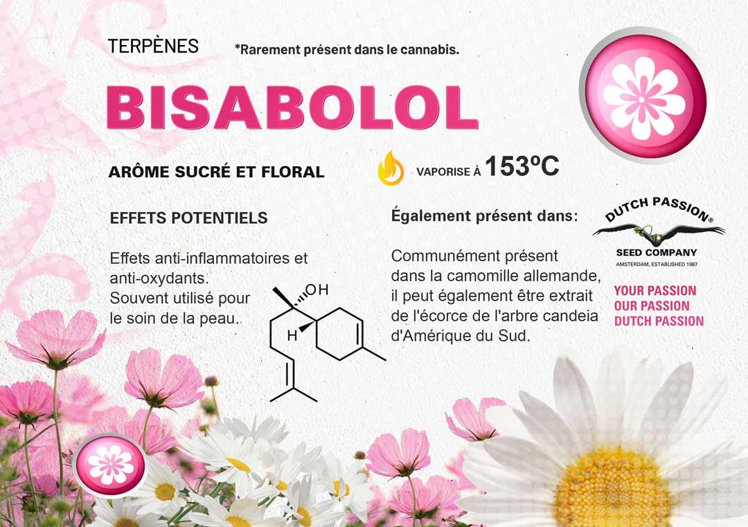 Terpène Bisabolol: Odeur, Saveur, Effets et Vaporisation