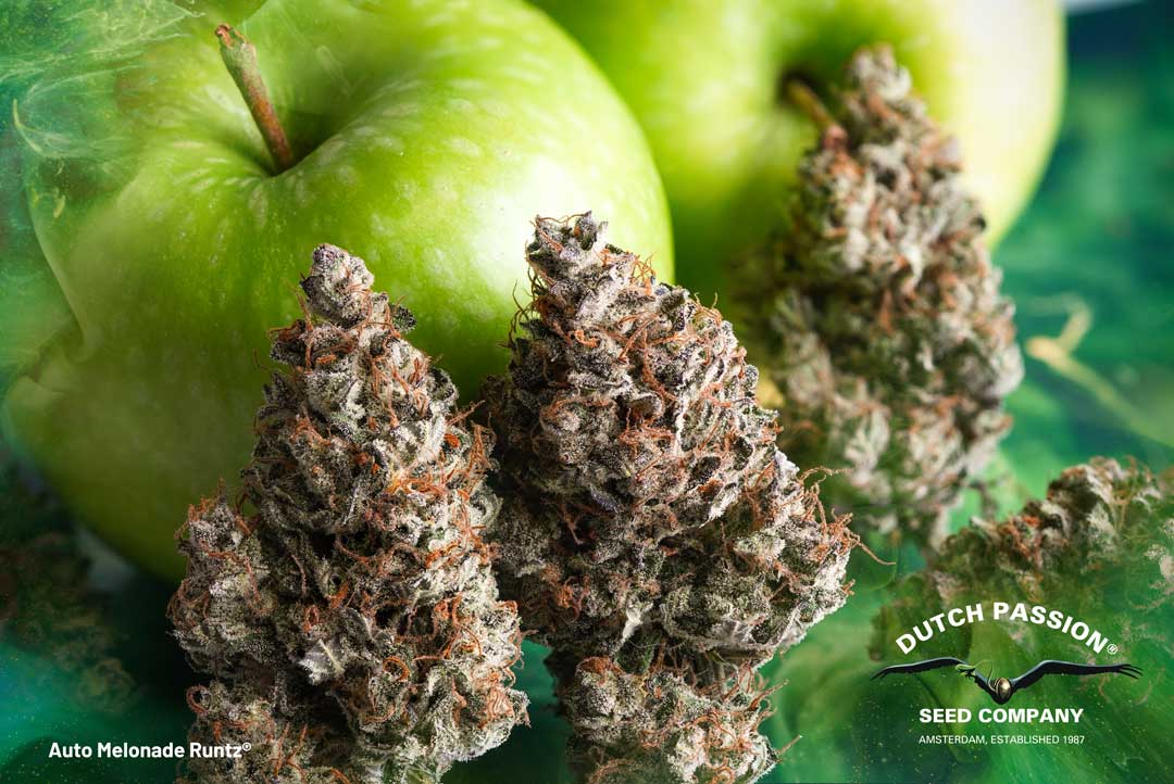Terpenes-farnesene-green-apple-scent-dutch-passion-Auto-Melonade-runtz