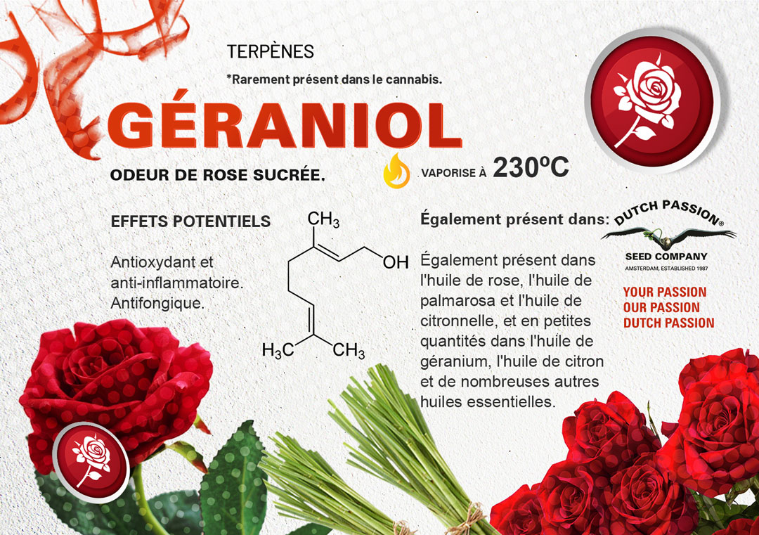 Terpène Géraniol: Odeur, Saveur, Effets et Vaporisation