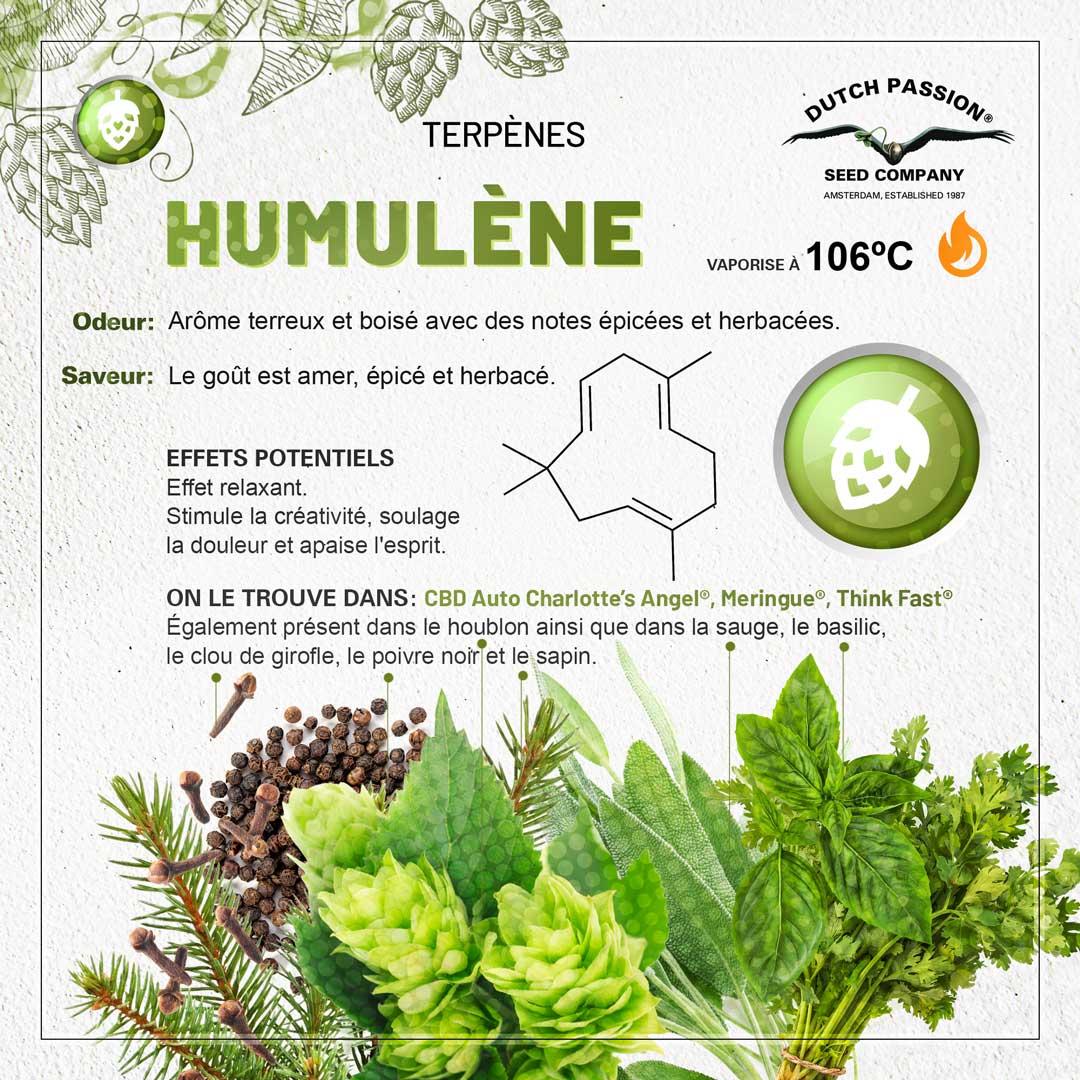 Terpène Humulène: Odeur, Saveur, Effets et Vaporisation