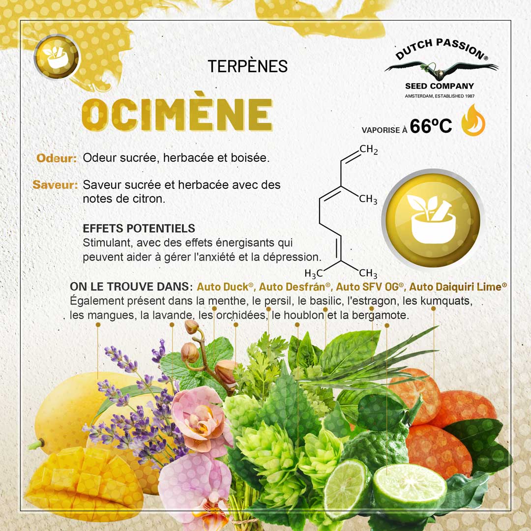 Terpène Ocimène : Odeur, Saveur, Effets et Vaporisation