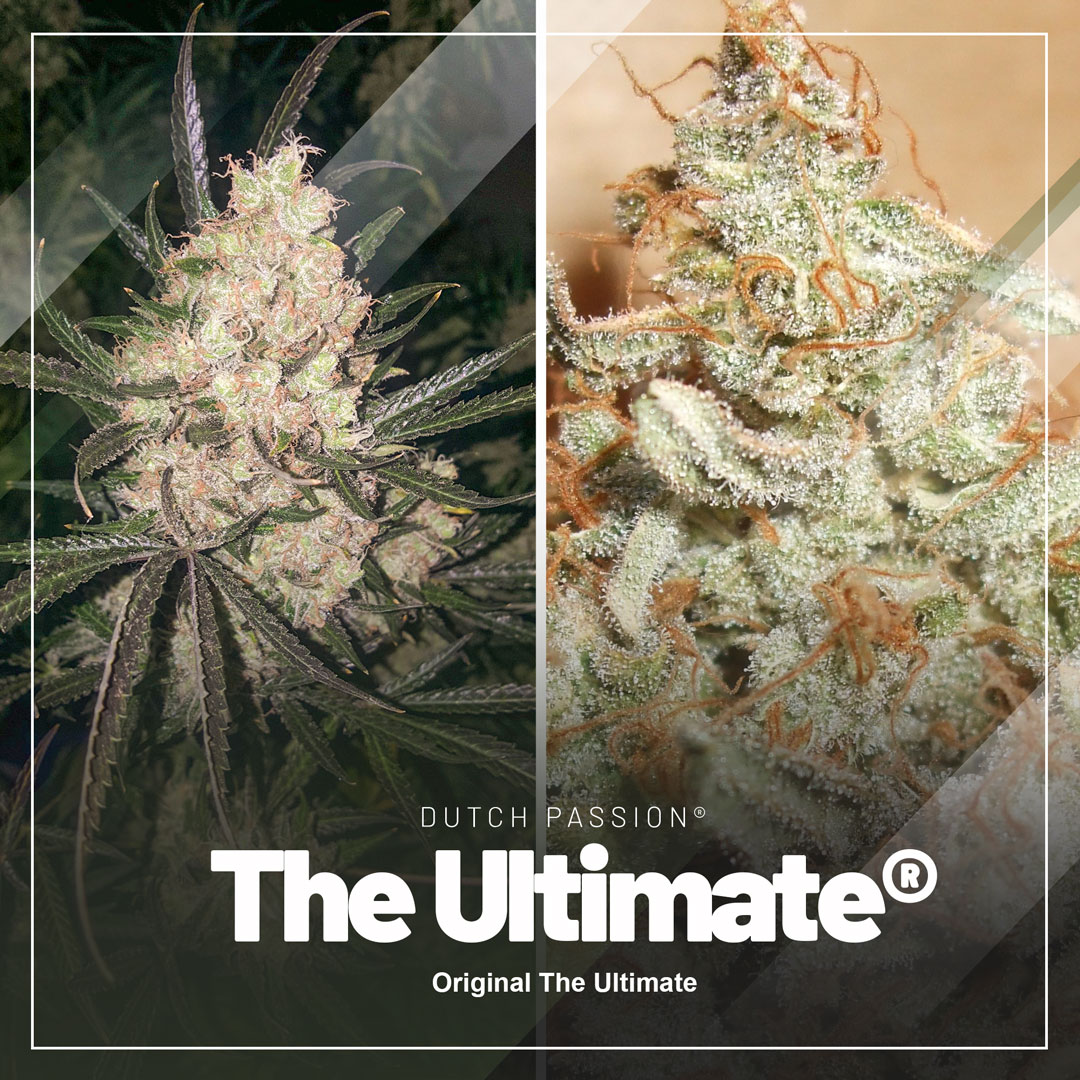 The-Ultimate-frosty-large-yielding-variety