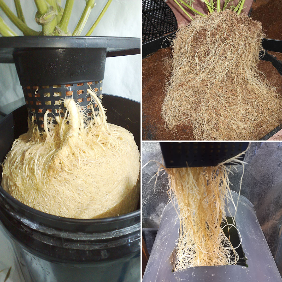 The-cannabis-root-system