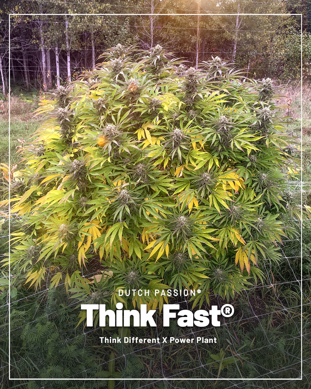 Think-fast-is-a-fast-strain-that-is-very-potent-and-does-very-well-outdoors