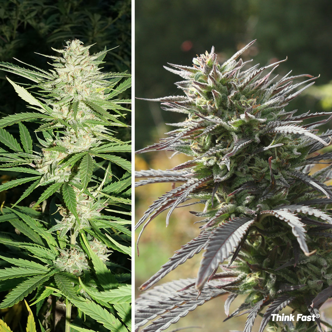 Think-fast-the-fast-flowering-outdoor-potent-strain