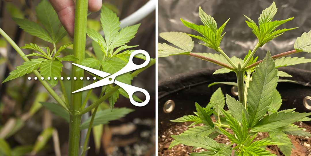 Topping-autoflowers-cannabis-do-or-dont-myths