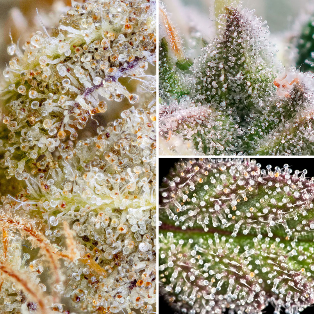 Trichomes-on-cannabis-flowers