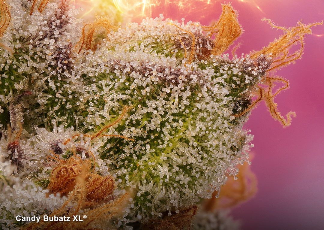 Trichomes-terpene-degradation-in-hot-climates