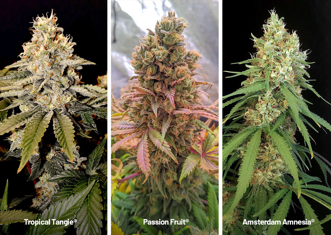 Tropical-Tangie-Passion-Fruit-Amsterdam-Amnesia