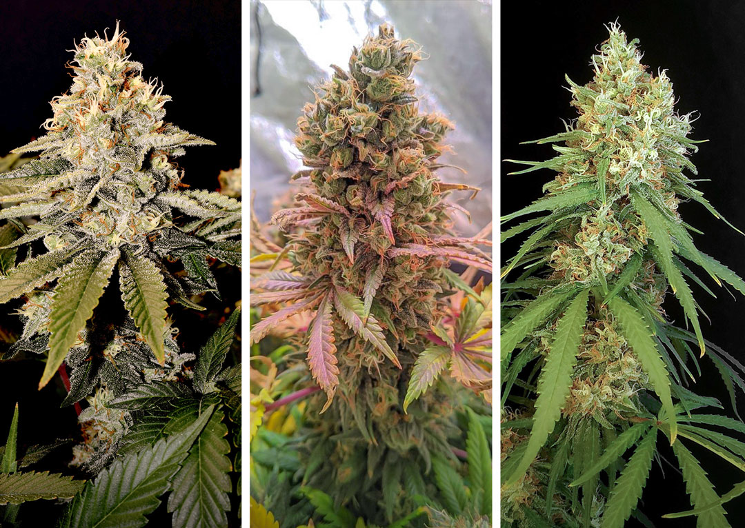 Tropical-Tangie-Passion-Fruit-Amsterdam-Amnesia