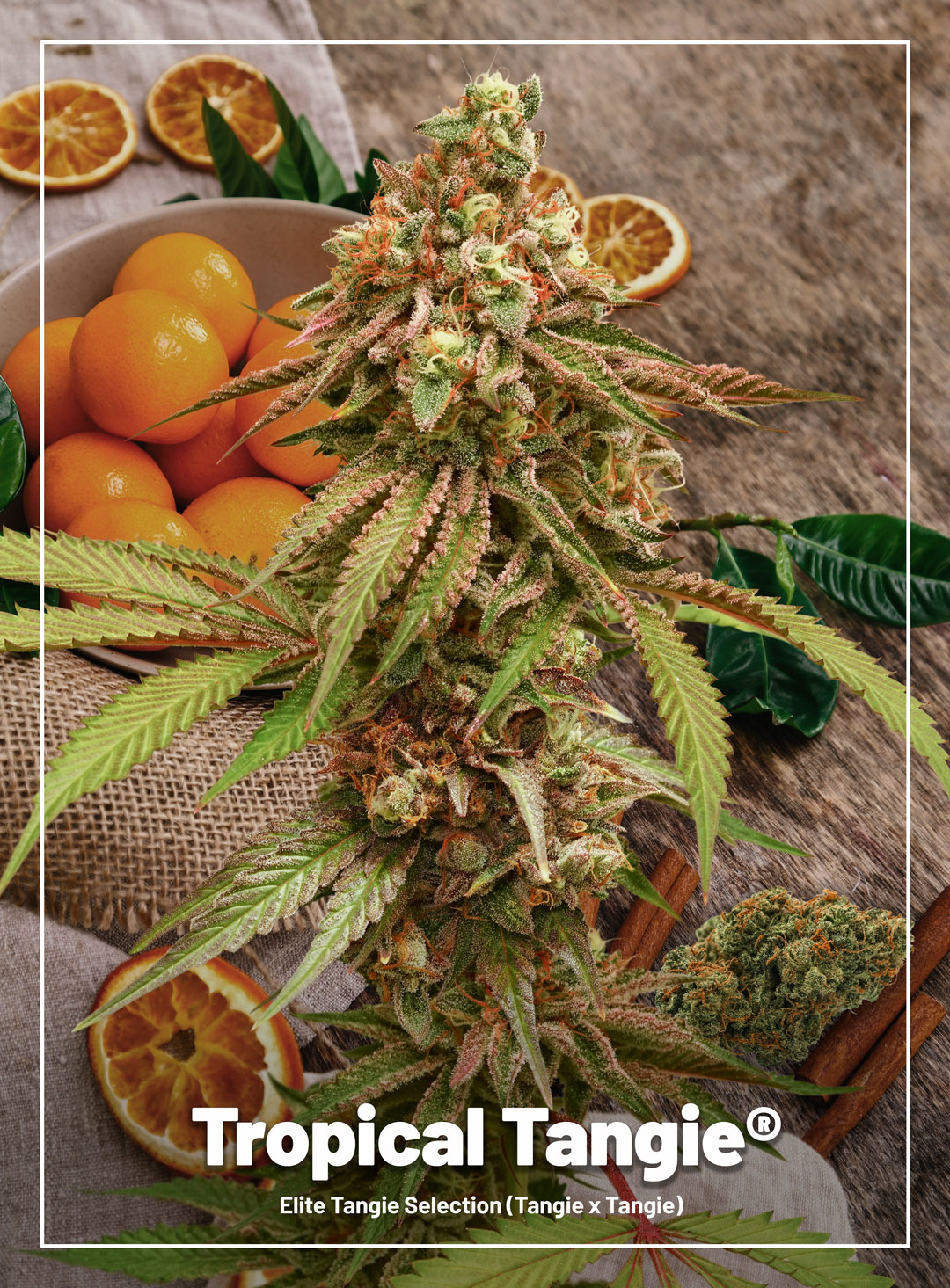 Tropical Tangie® feminised photoperiod cannabis seeds