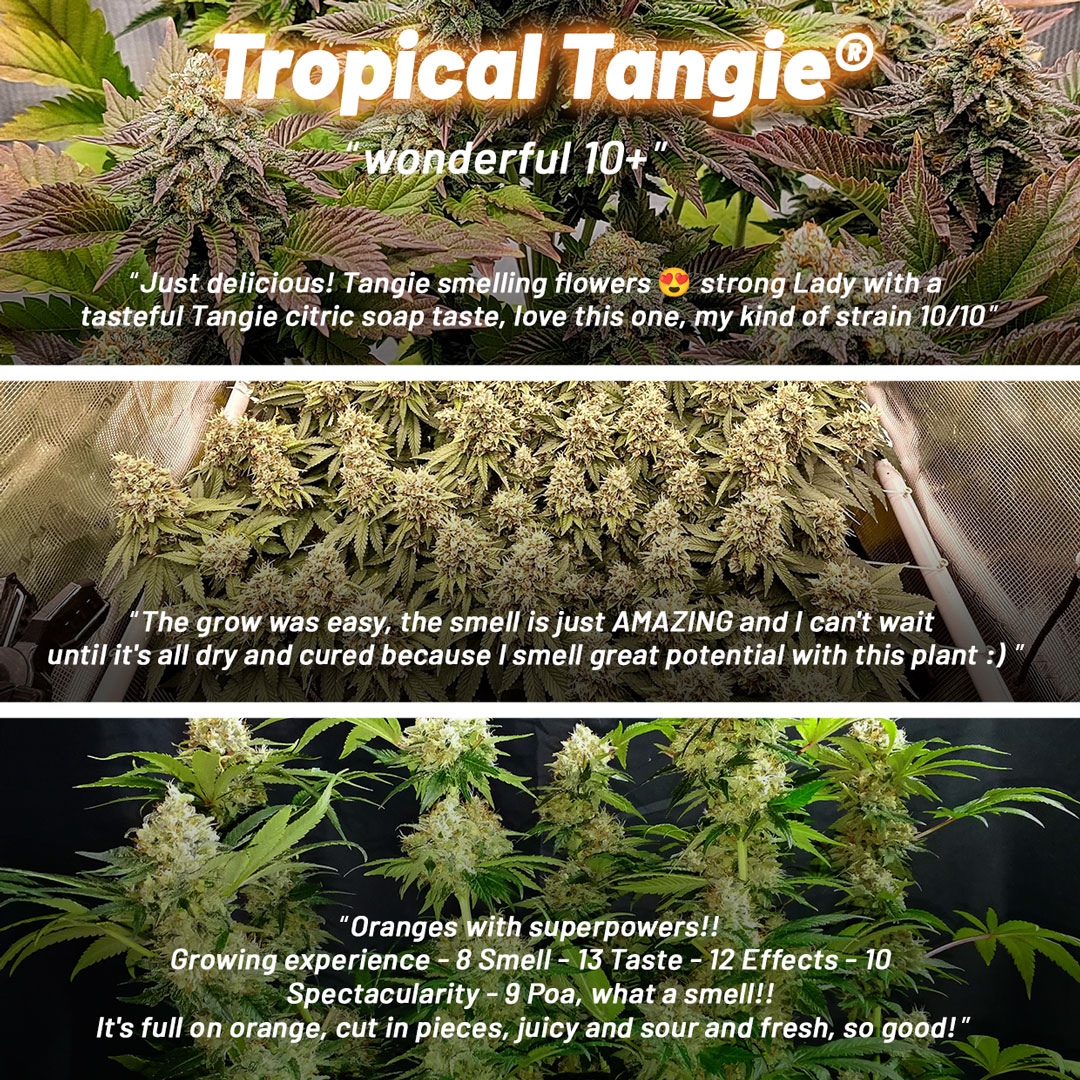 Tropical-Tangie-review-from-growers