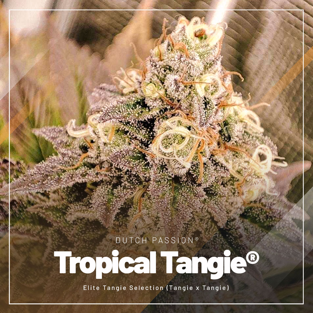 Tropical-Tangie-the-best-orange-tangie-cannabis-seeds