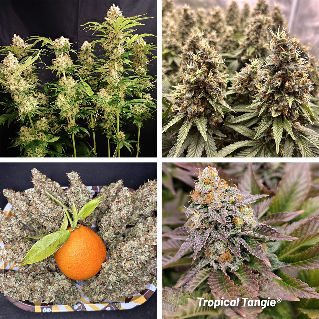 Tropical-Tangie-various-plants-and-buds-cannabis