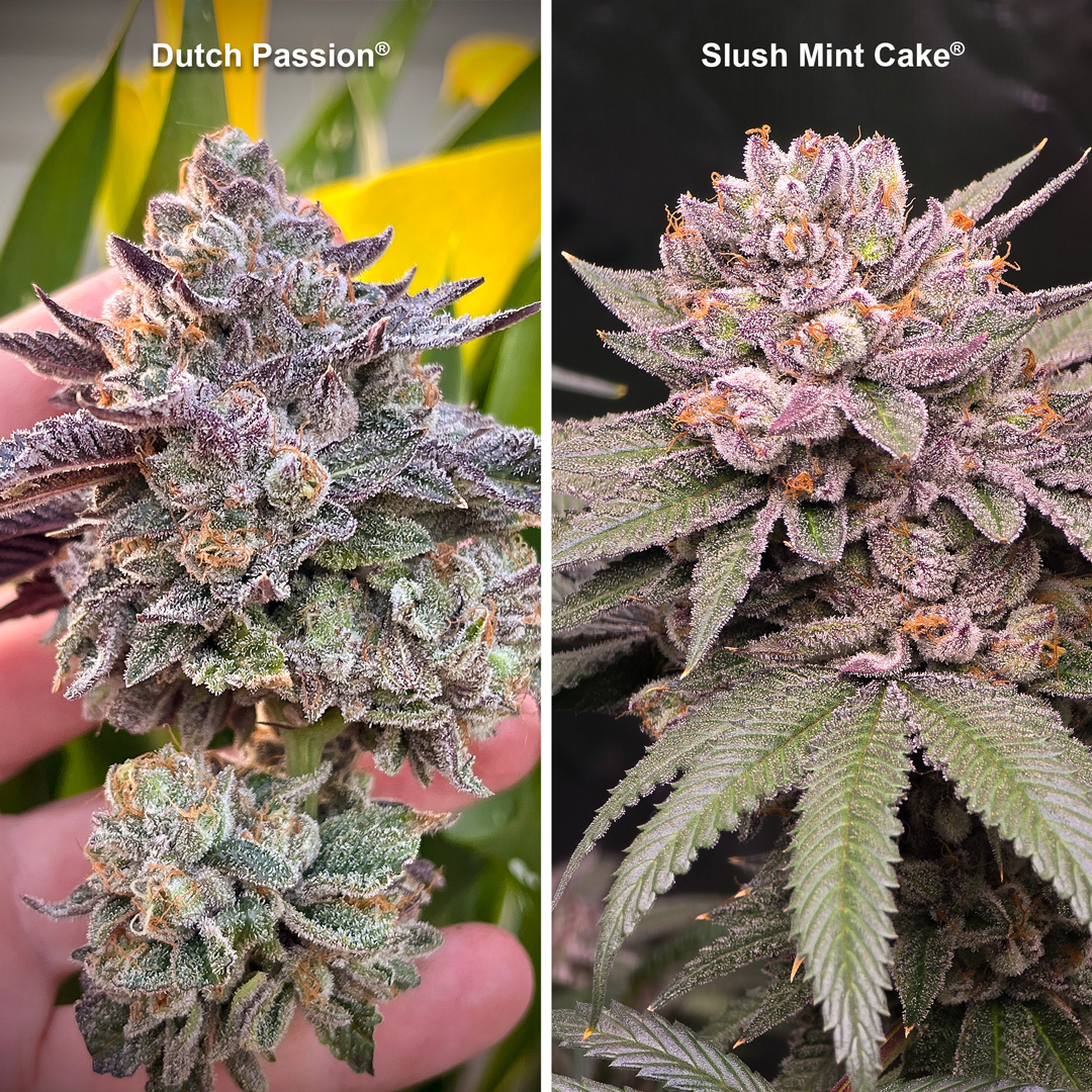 Two-super-frosty-flowers-of-the-slush-mint-cake-strain