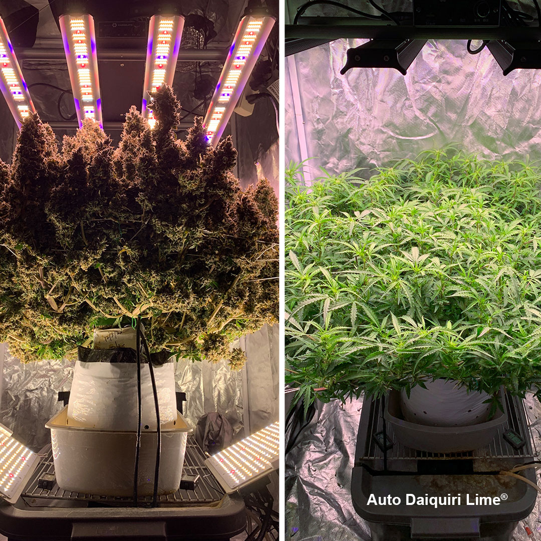 USA-pro-grower-420Autoflower-Extreme-yield-extra