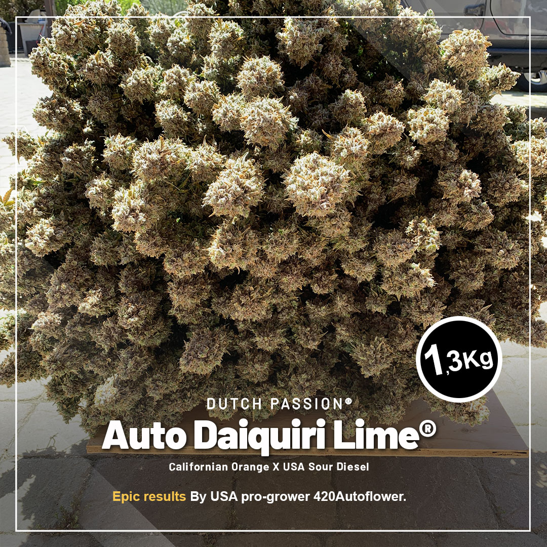 USA-pro-grower-420Autoflower-Extreme-yield