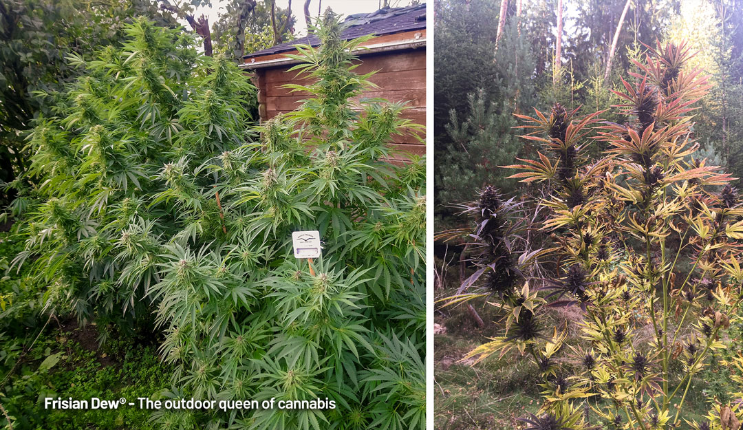 Was niederländische Outdoor-Cannabissorten so einzigartig macht