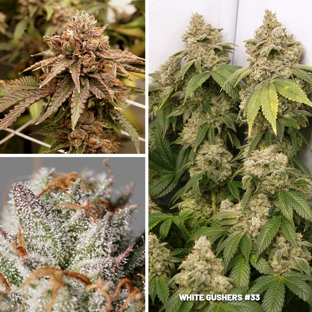 White-Gushers-33-cannabis-seeds-by-dutch-passion