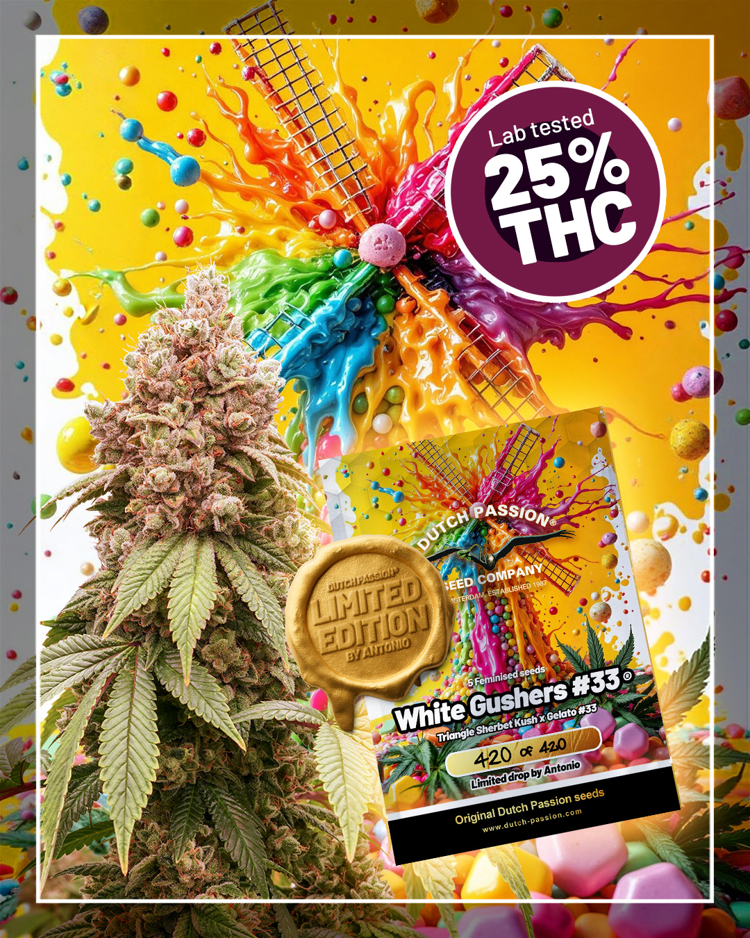 White-Gushers-33-is-a-lab-tested-cannabis-strain-with-extreme-thc-potency