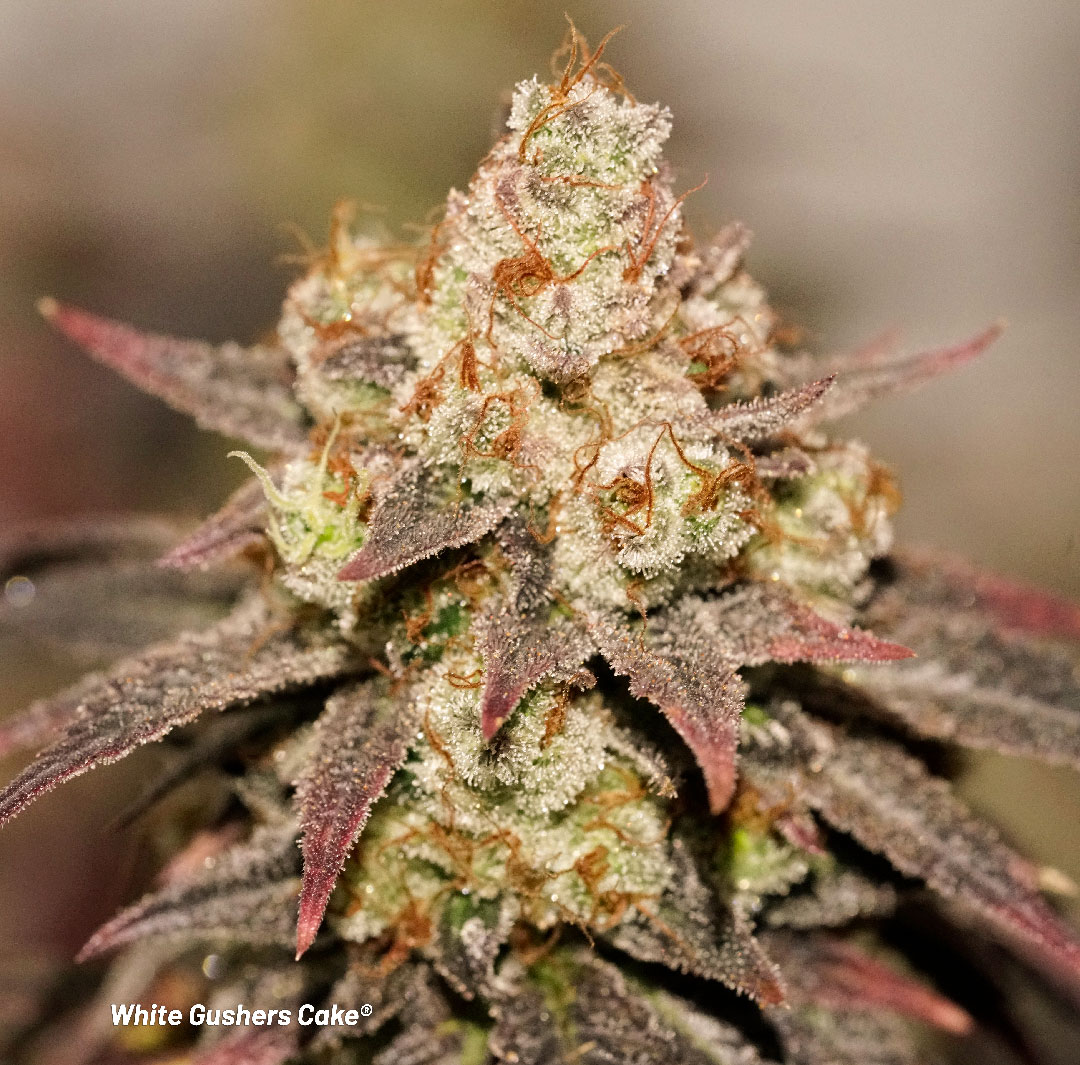 White Gushers Cake frosty feminised cannabis flower