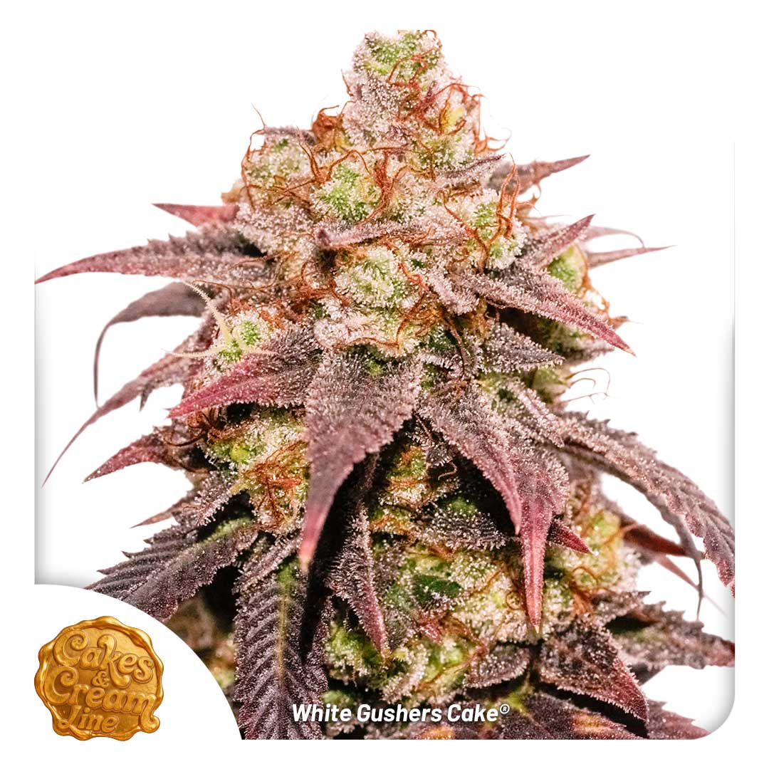 White Gushers Cake regular limited seeds by Dutch Passion