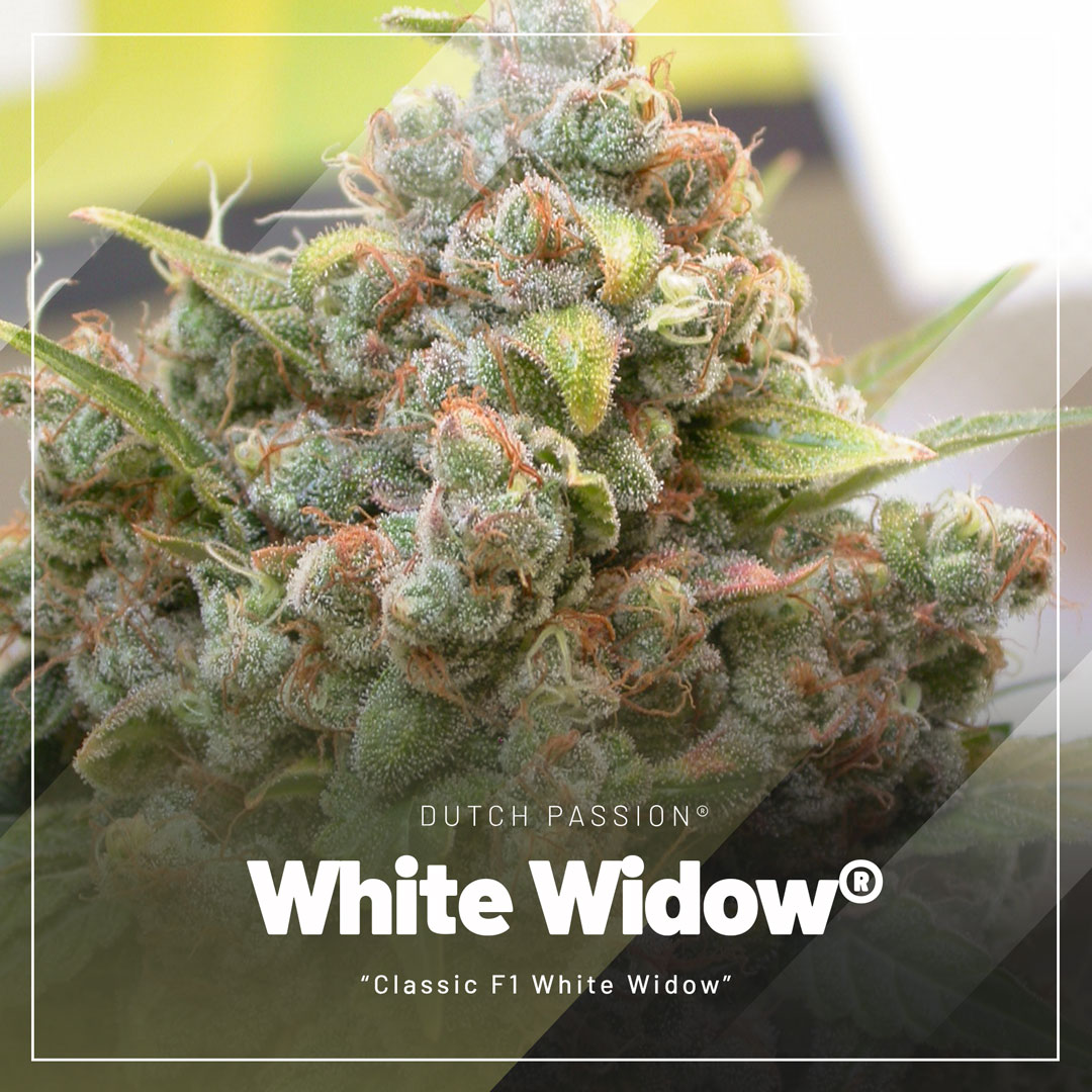 White-Widow-cannabis-seeds-by-Dutch-Passion