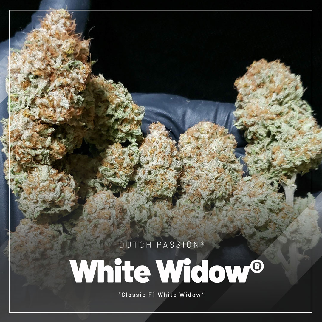 White-Widow-regular-seeds