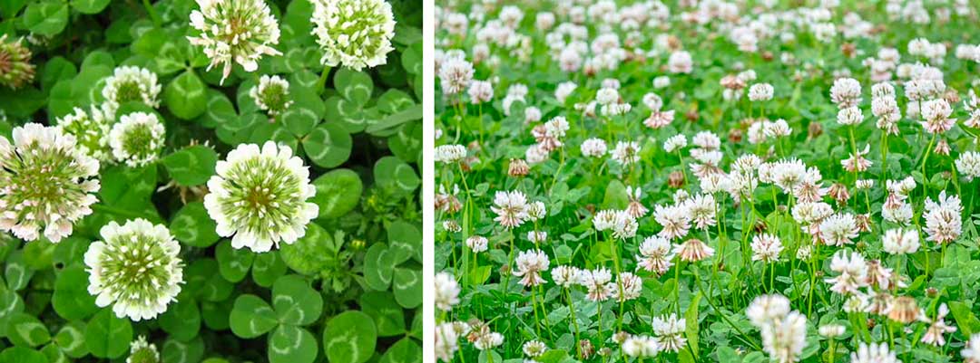 White-clover-produces-a-pest-resistant-living-layer