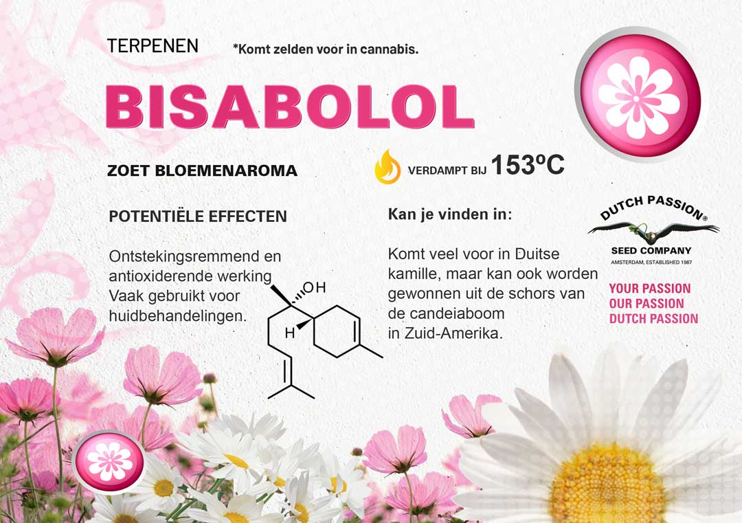 Bisabolol cannabis terpene smaak, geur, effecten