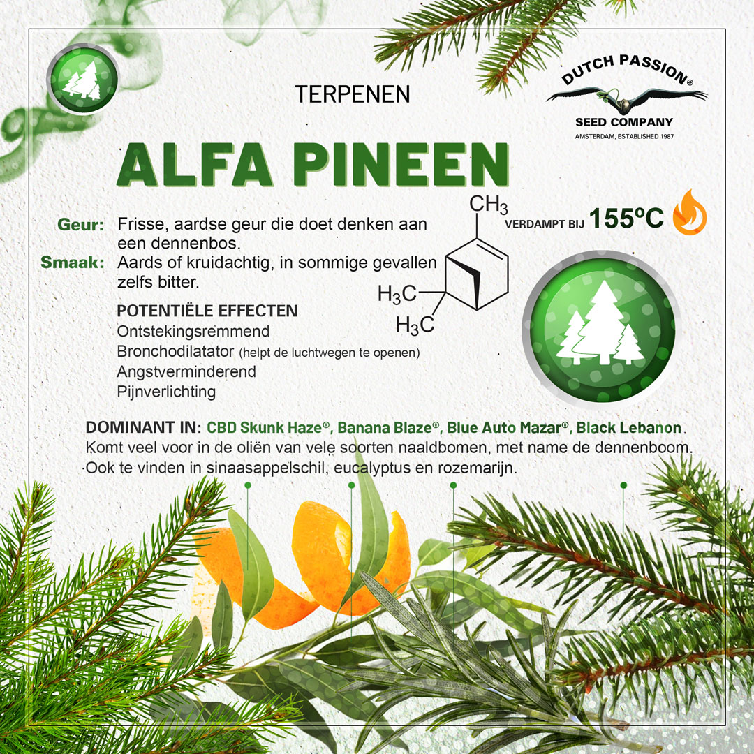 Alfa-Pineen cannabis terpene smaak, geur, effecten