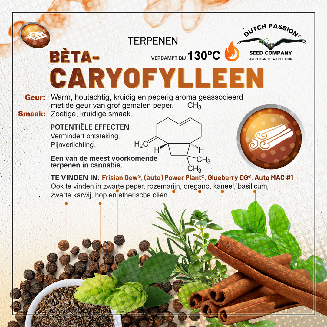 Bèta-Caryofylleen cannabis terpene smaak, geur, effecten