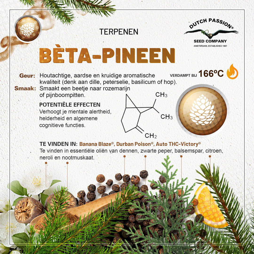 Bèta-Pineen cannabis terpene smaak, geur, effecten