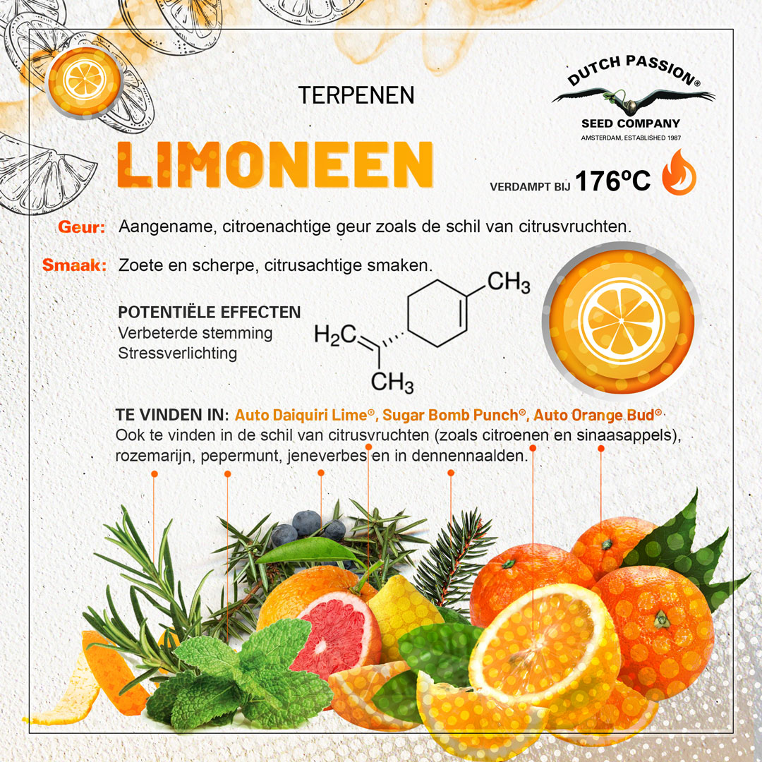 Limoneen cannabis terpene smaak, geur, effecten