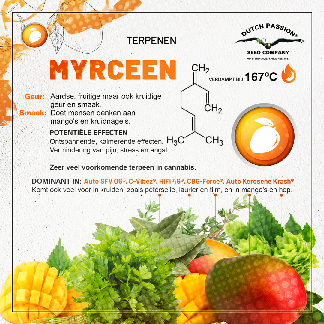 Myrceen cannabis terpene smaak, geur, effecten