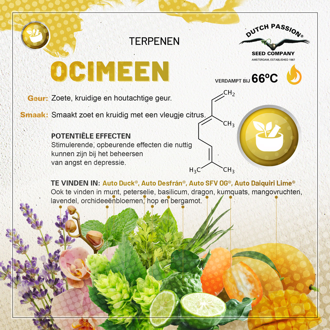 Ocimeen cannabis terpene smaak, geur, effecten