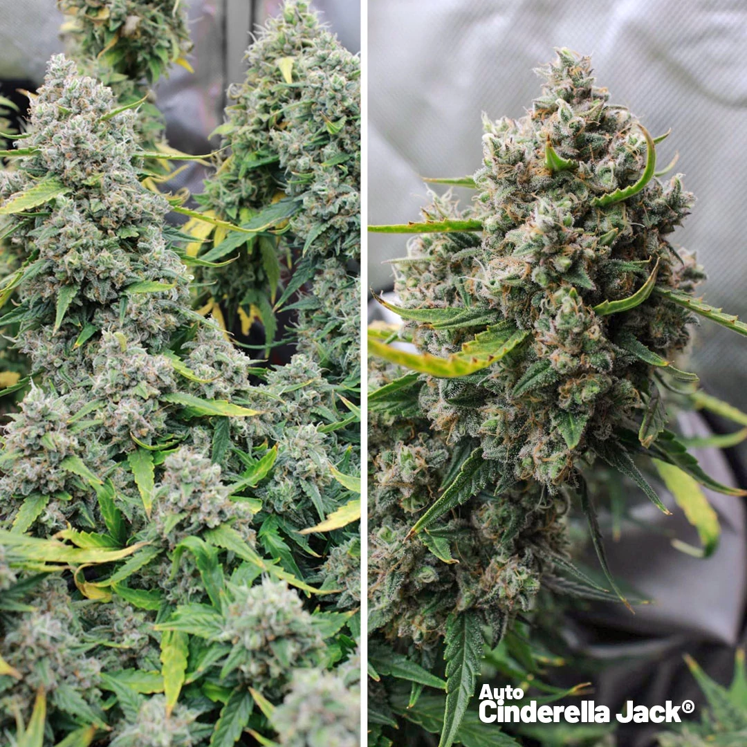 Auto-CInderella-Jack-thc-extreme-autoflower