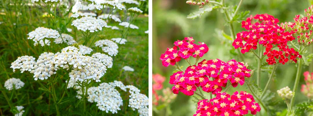 Yarrow-to-attract-beneficial-insects-for-cannabis