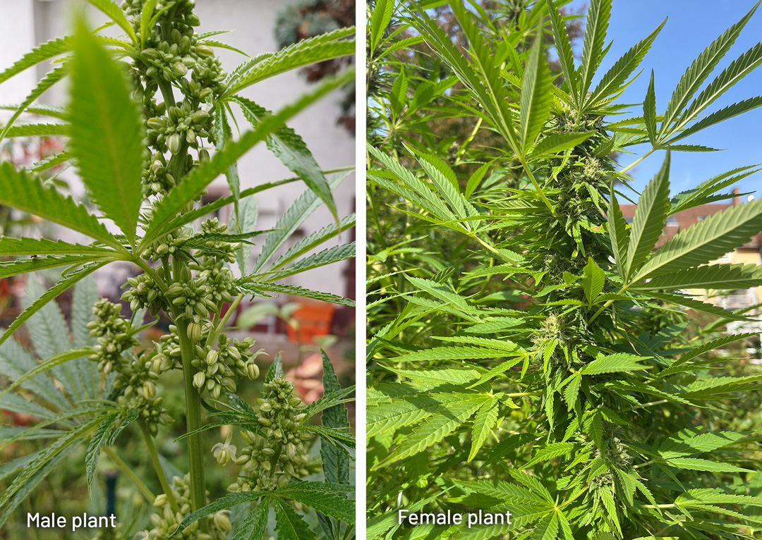 a-picture-of-a-male-and-female-cannabis-plant