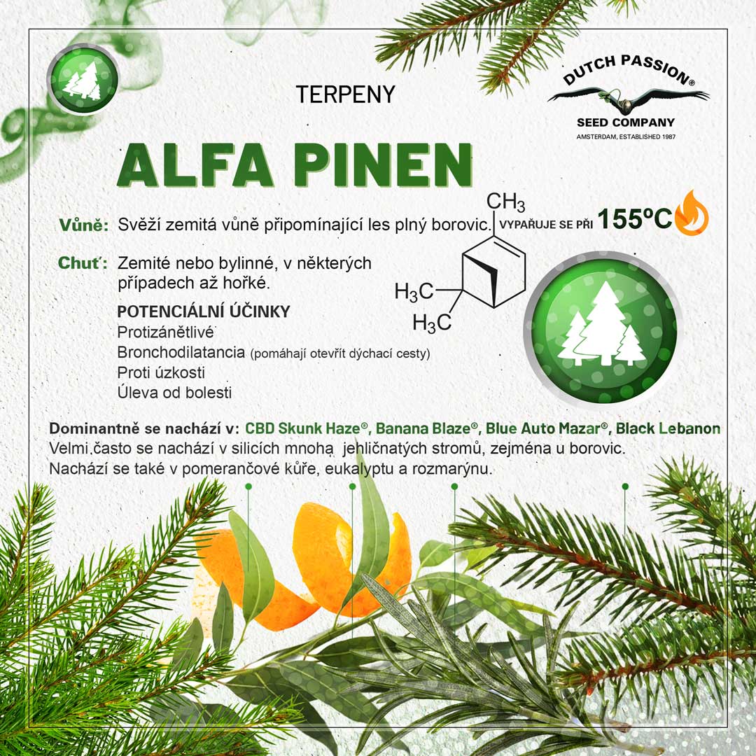 Alfa-Pinen Konopne terpeny Vune chu a ucinky