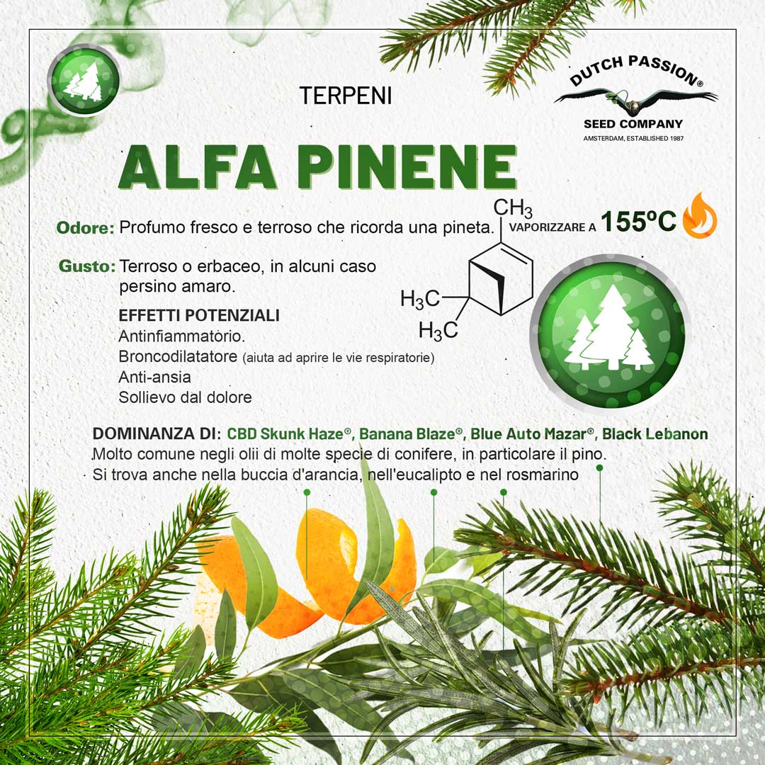 Il terpene alpha-pinene (Odore, Gusto, Vaporizzazione)