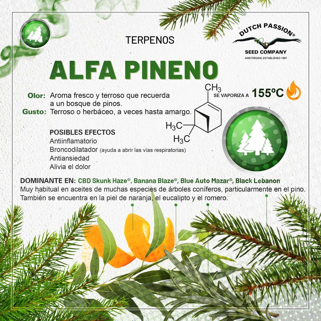 Alfa-pineno: Guia de olor gusto y efectos