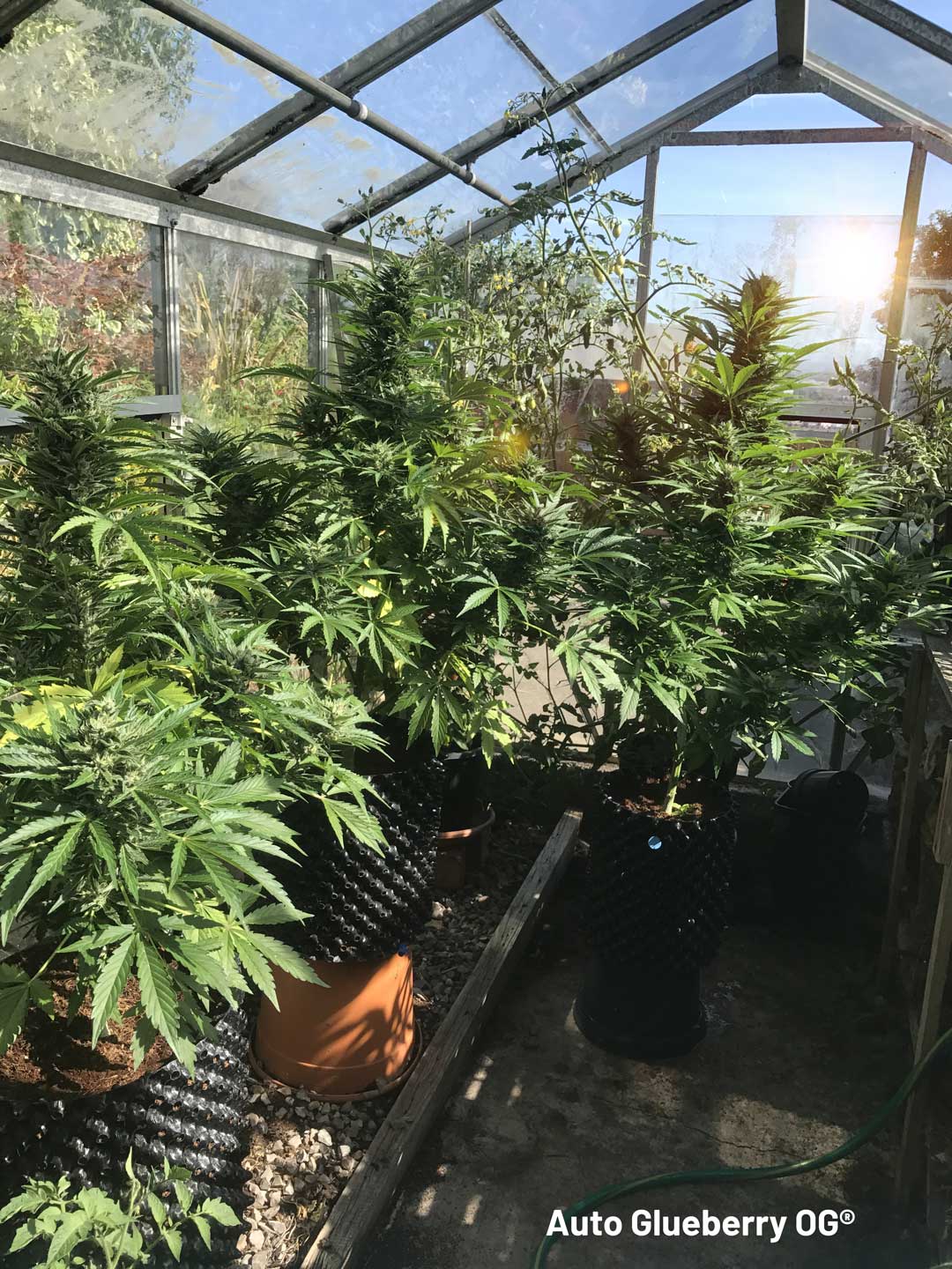 auto-glueberry-og-grown-inside-a-greenhouse