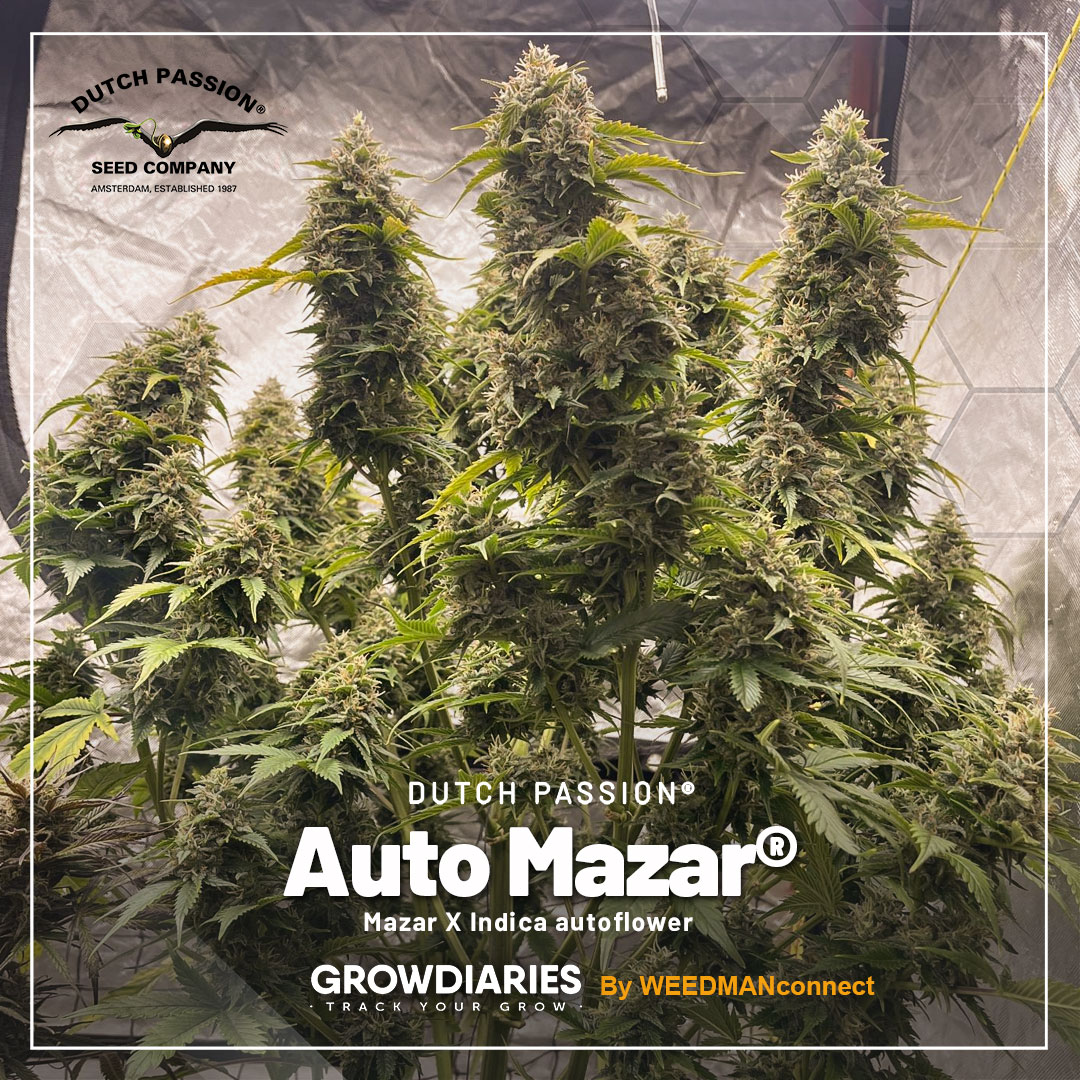 auto-mazar-autoflower-with-frosty-big-flowers-grown-by-customer