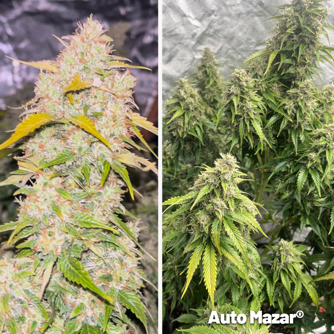 auto-mazar-autoflower-with-frosty-flowers-on-growdiaries