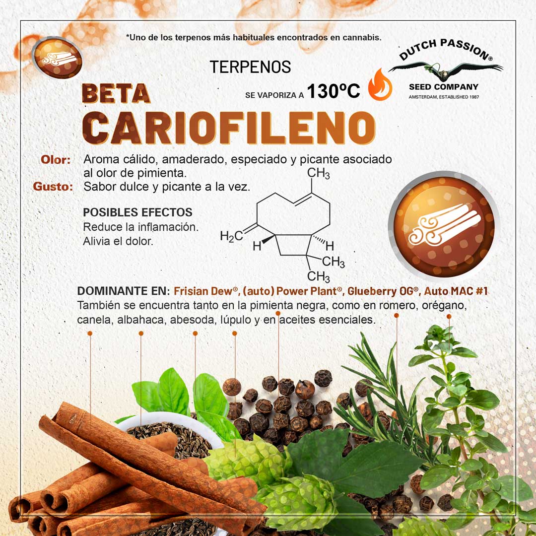 Beta-cariofileno: Guia de olor gusto y efectos