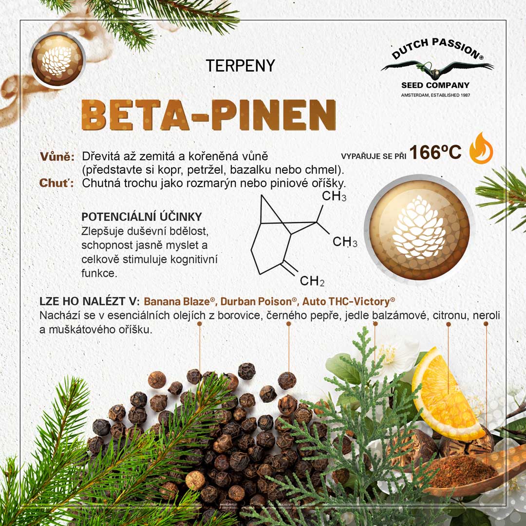 Beta-Pinen Konopne terpeny Vune chu a ucinky