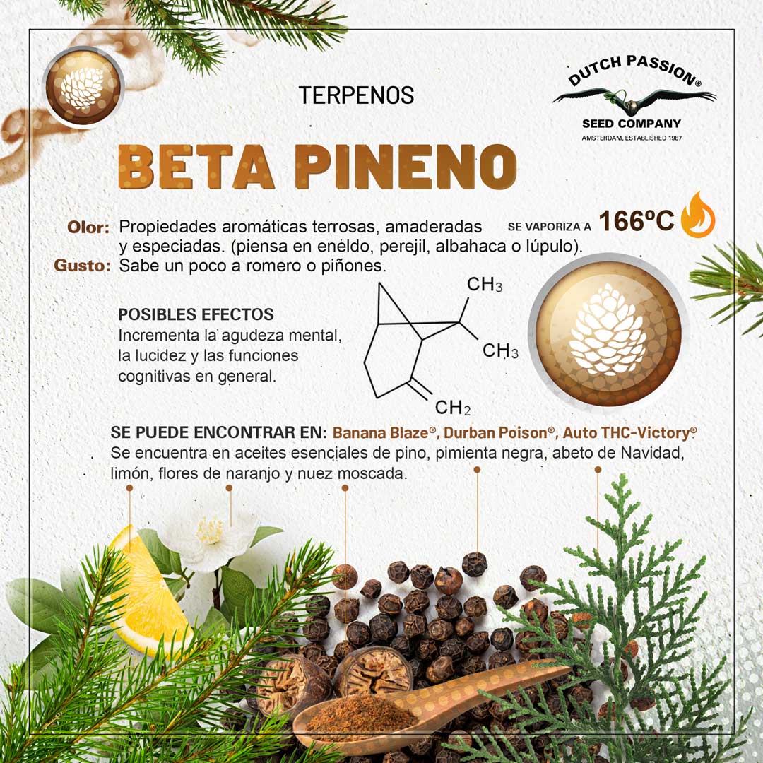 Beta-pineno: Guia de olor gusto y efectos