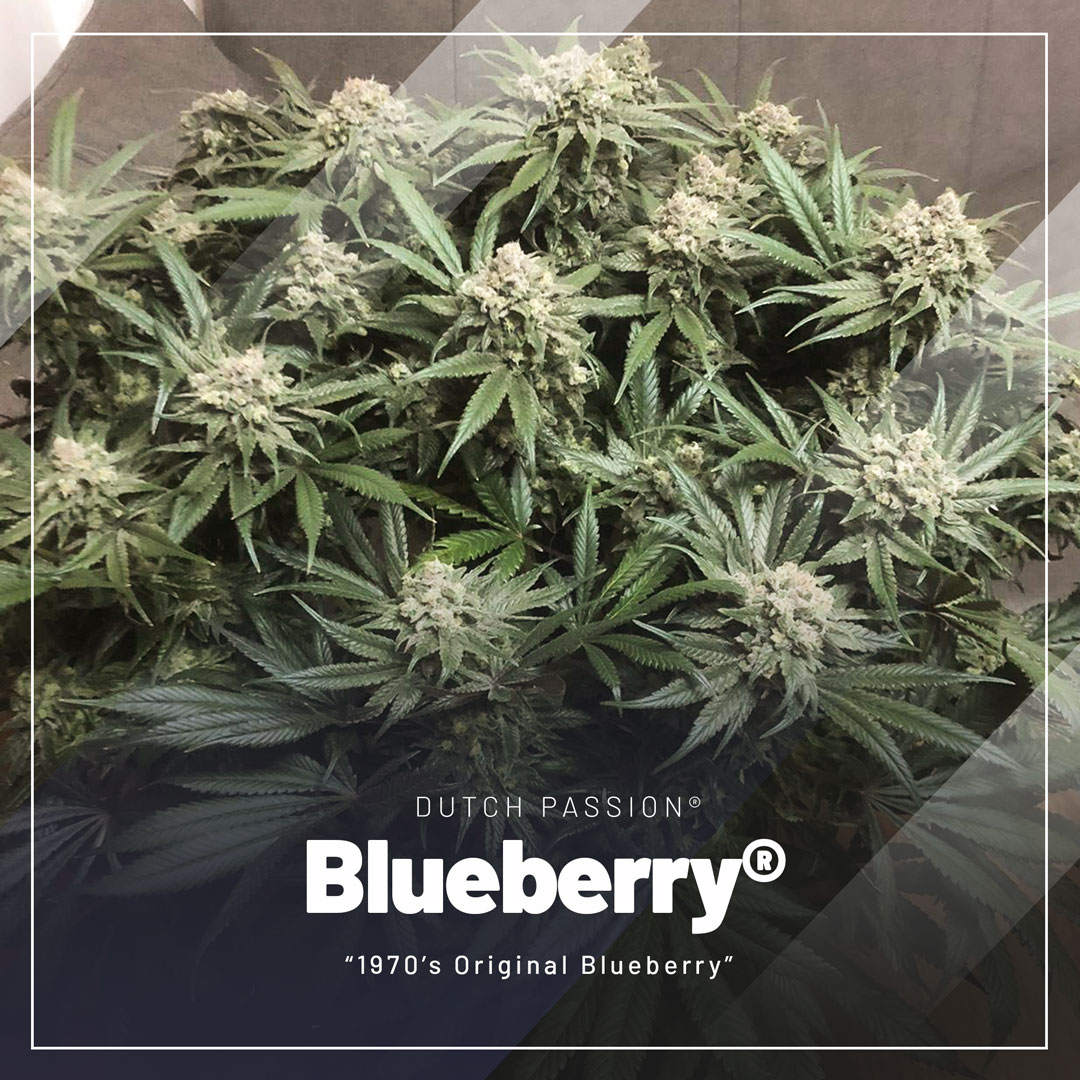 blueberry-cannabis-seeds-by-Dutch-Passion